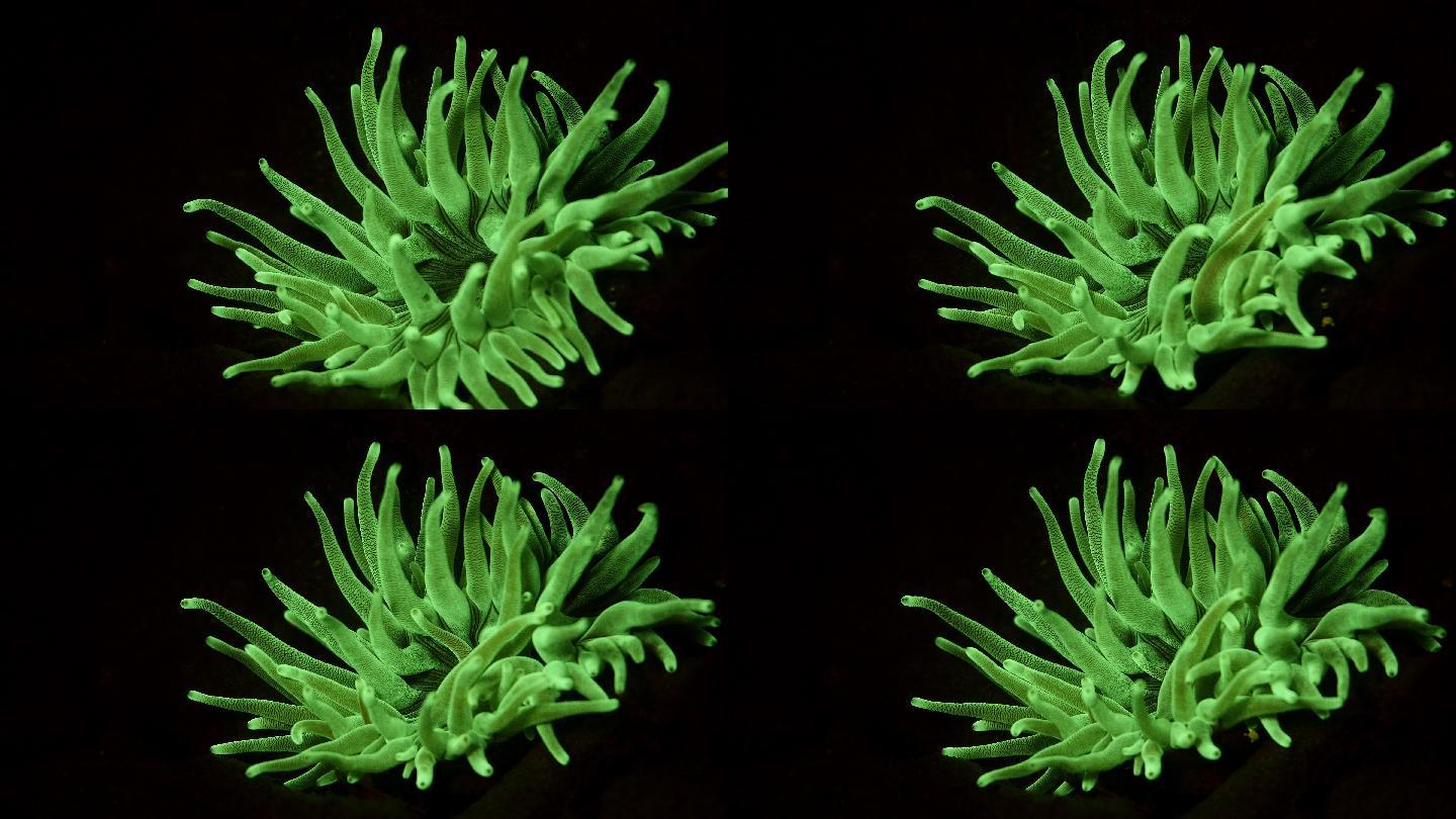 荧光灯近景珊瑚虫生物蠕动