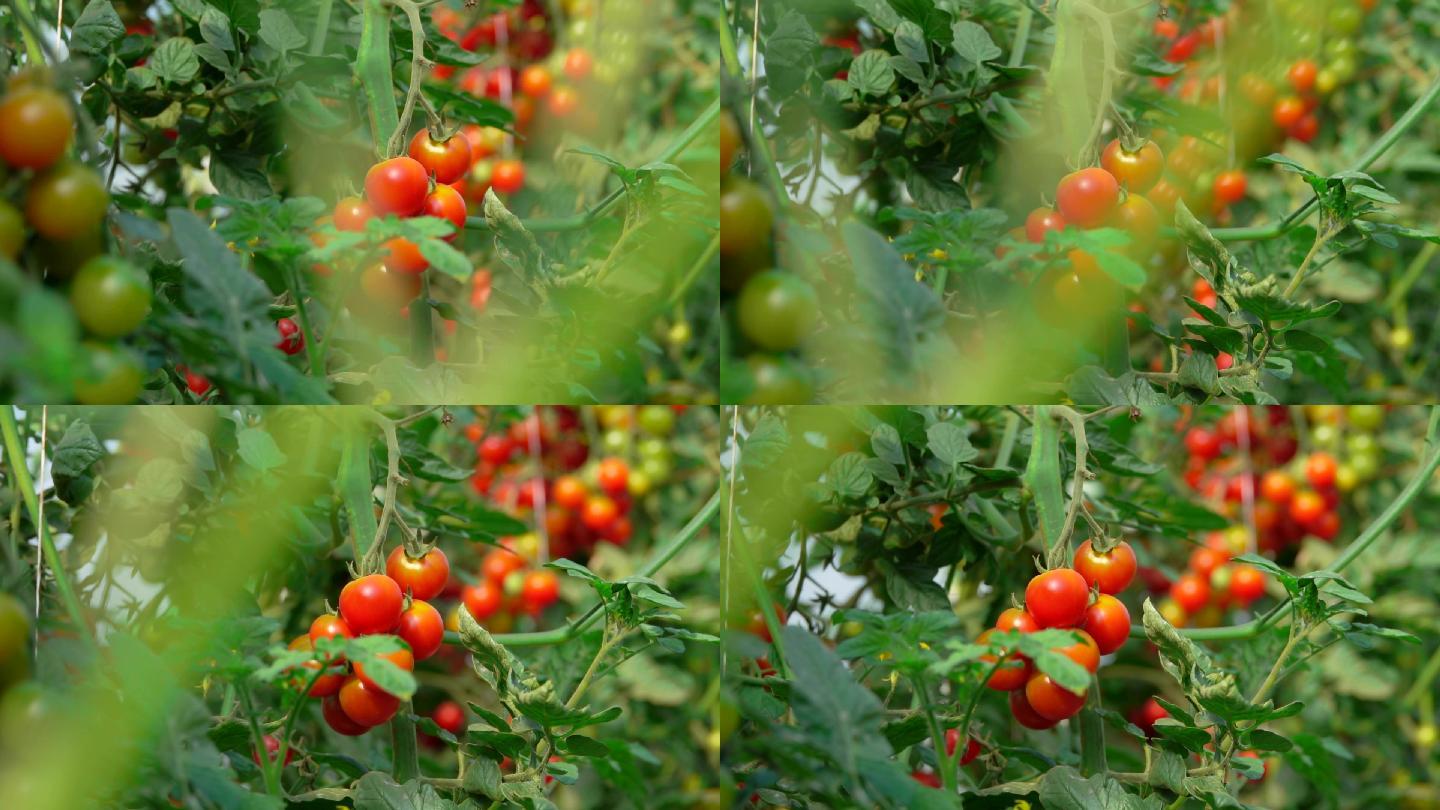 温室里的灌木上长着樱桃番茄