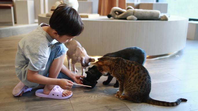 可爱的孩子和猫撸猫视频素材实拍