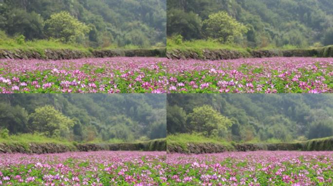 江南浙江春天田野紫草英原草籽花春暖花开