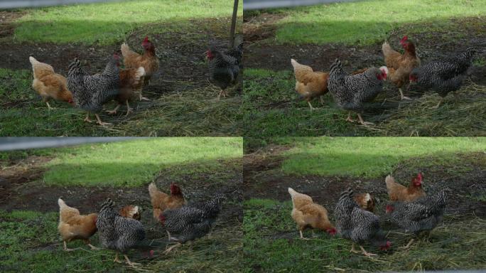 草地上觅食的鸡