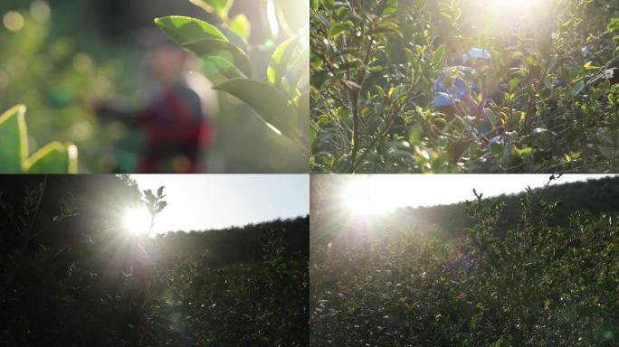 原创山茶花素材