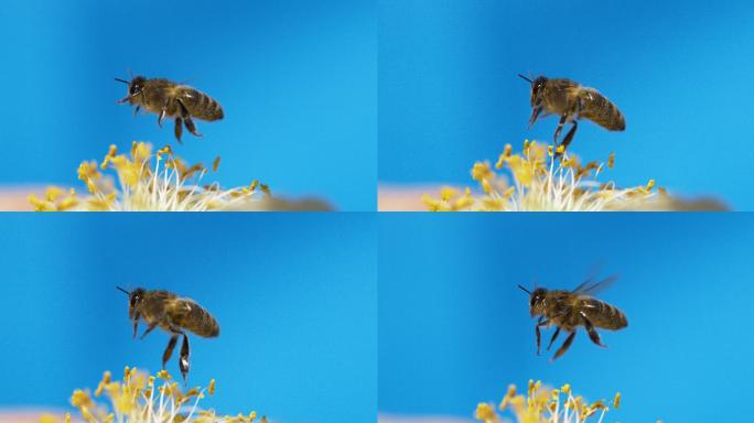 飞行中的黑蜜蜂蜂蜜授粉实拍视频特写空镜