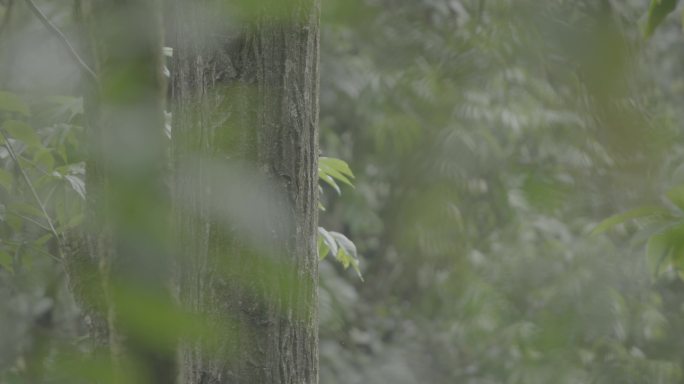 自然 森林 树木 苔藓 4K 树叶