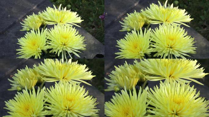 黄色菊花盛开的特写镜头。