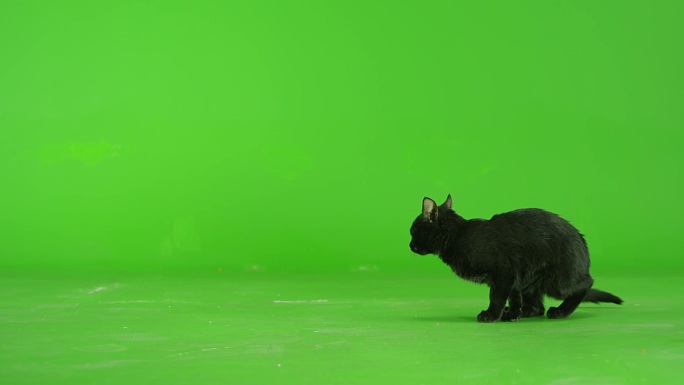 黑猫在绿色屏幕上行走。