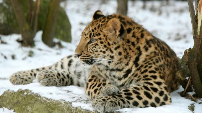 远东豹野生动物世界国家保护大自然非洲