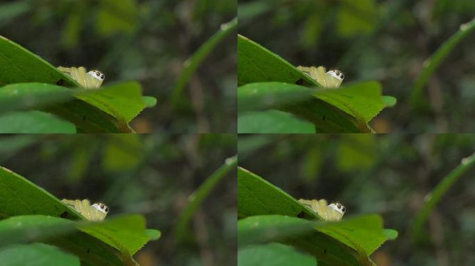 热带雨林叶子上的黄跳蛛(跳蛛科)。