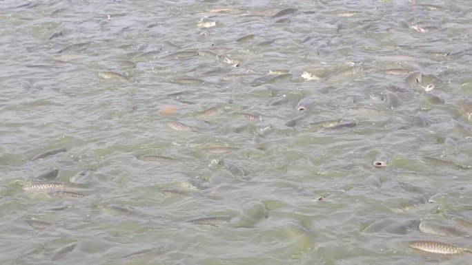 鲩鱼草鱼鱼群进食鱼塘喂鱼