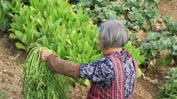 收割干菜原素材