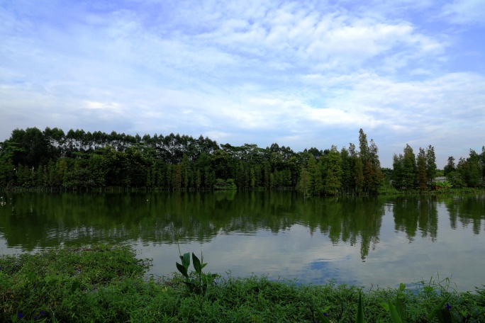 东莞麻涌华阳湖国家湿地公园延时6K