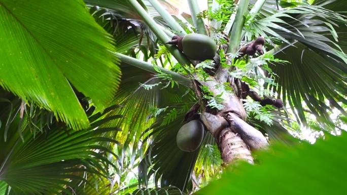 果实的椰子树天然悬挂椰汁椰子汁热带饮料