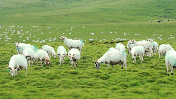 青海牧羊人羊群吃草放牧