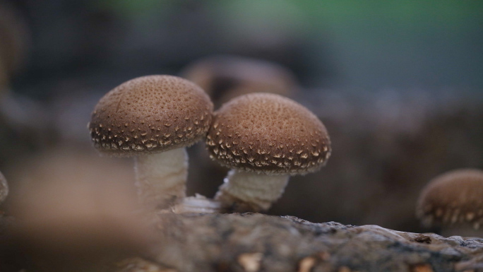 香菇蘑菇种植、木耳种植