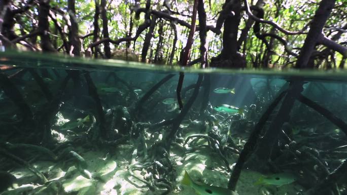 罗素鲷鱼水树森林