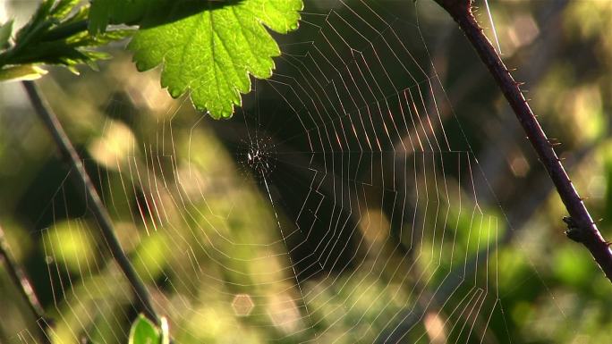 大自然里的蜘蛛网蛛网阳光树枝树叶