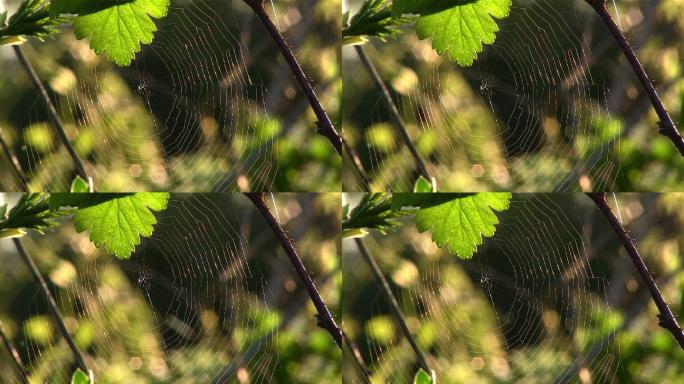 大自然里的蜘蛛网蛛网阳光树枝树叶