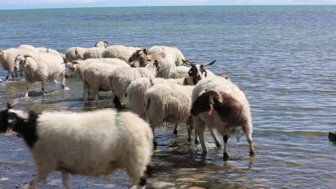 湖边羊群喝水