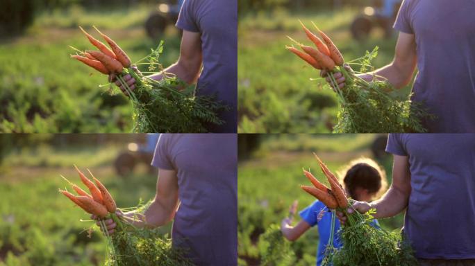 农民手里拿着一种胡萝卜