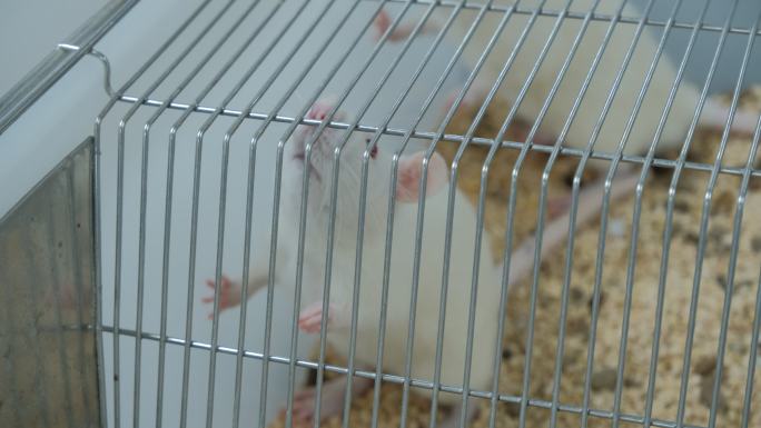 实验室里的小白鼠