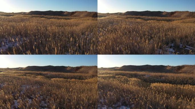 午后沙山芦苇荡