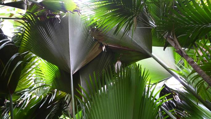 塞舌尔自然保护区的棕榈森林