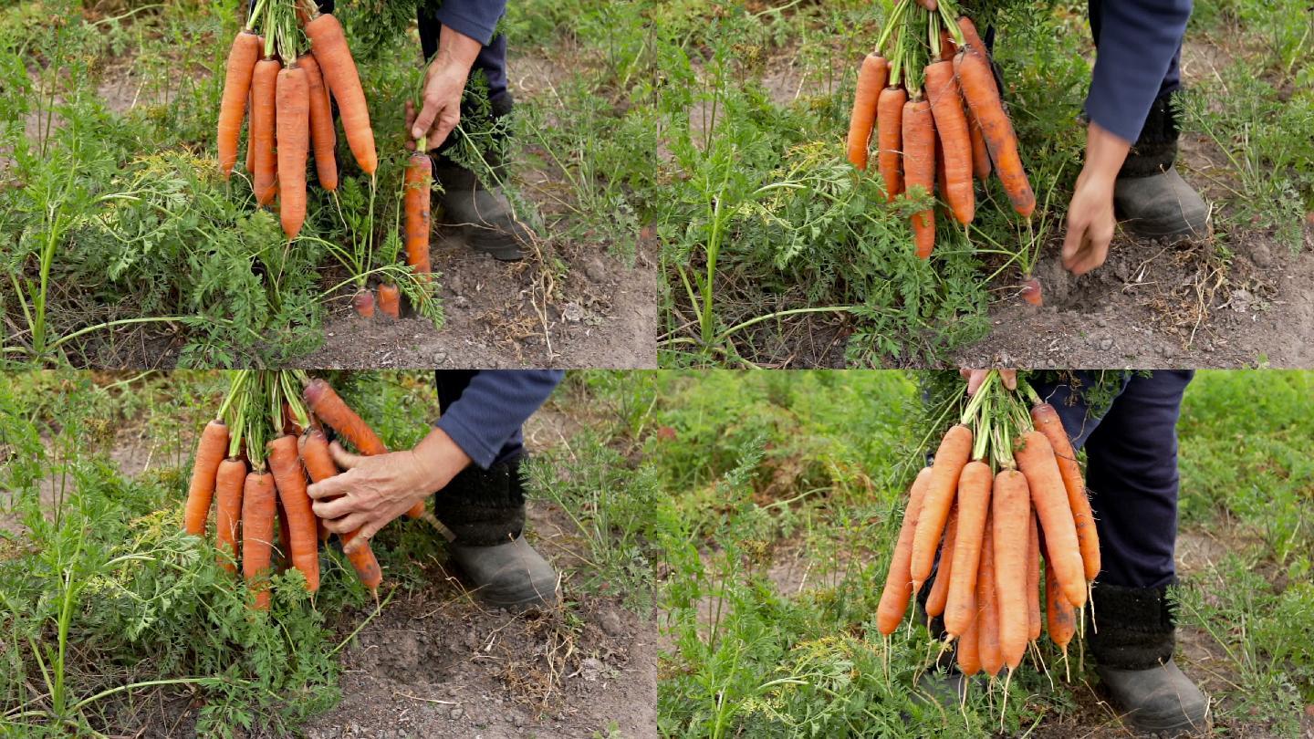 一个农民在采摘胡萝卜