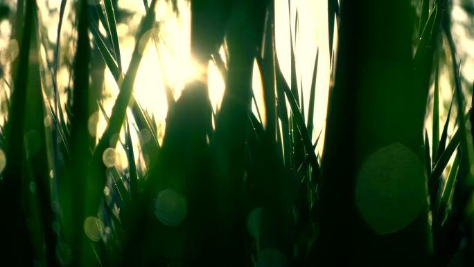 阳光下的绿草逆光草丛大草原空镜空境