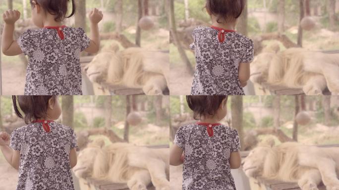 小女孩看着动物园里的狮子