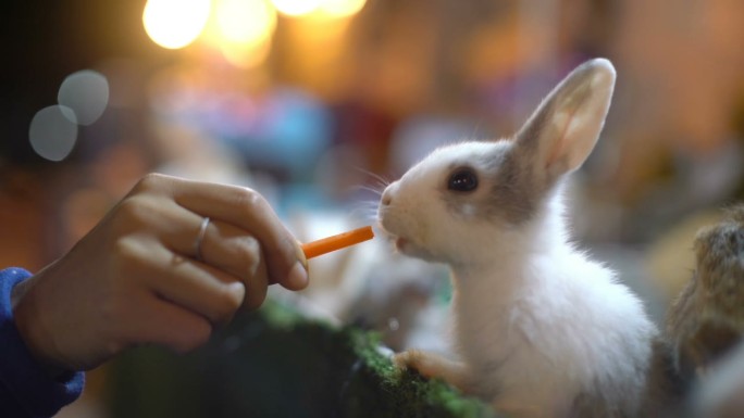 在农场用胡萝卜喂兔子