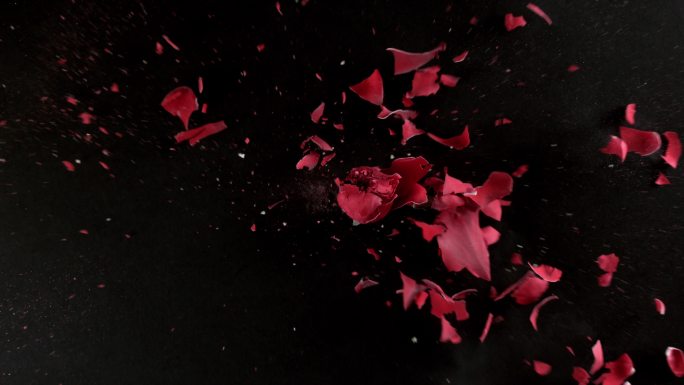 红色玫瑰花爆炸黑背景升格慢动作破碎破裂