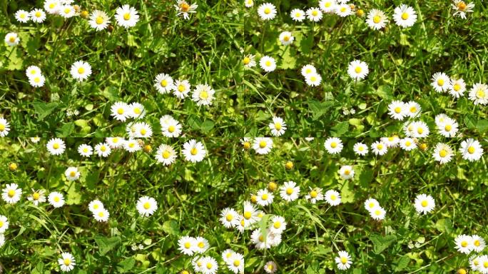 洋甘菊野花盛开在绿色的草地上
