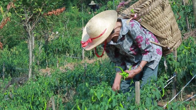 辣椒种植辣椒采摘