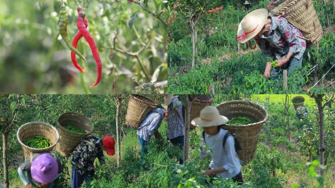 辣椒种植辣椒采摘