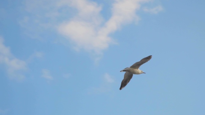 海鸥在天空中飞翔路线轨迹飞行动作飞翔姿态