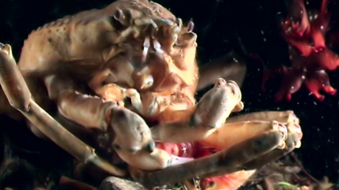海蟹在海底寻找食物