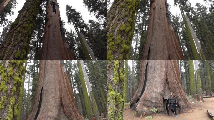 红杉国家公园巨大的红杉上长满苔藓