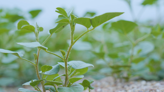 甘草——中草药种植