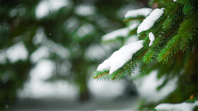 特写冷杉树枝，飘落的雪花