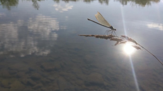 叶子上的蜻蜓视频素材