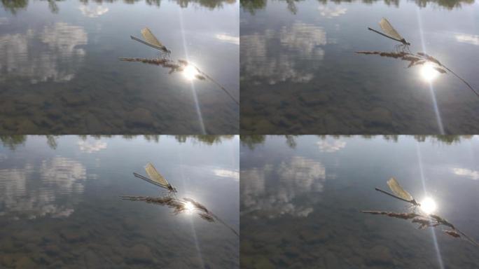 叶子上的蜻蜓视频素材