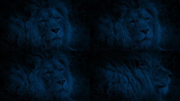 狮子在黑暗中转过身看着摄像机