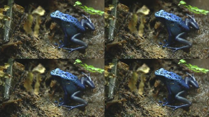 这是一只蓝色毒蛙的特写镜头