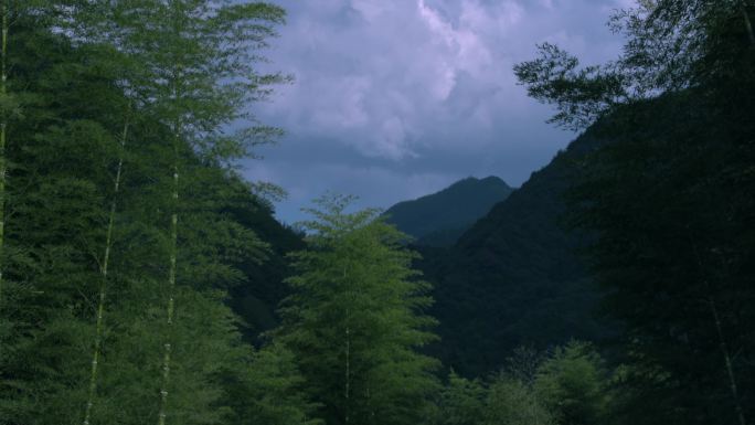 山林中的竹林竹子、河边竹子