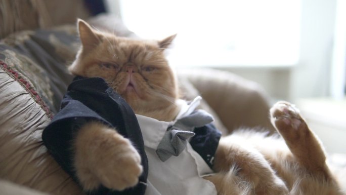 穿着西装、领结的波斯猫坐在沙发上