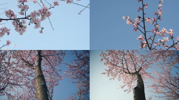 樱花季樱花宁波植物园