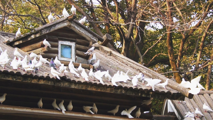 【原创】鸽子白鸽和平鸽合集