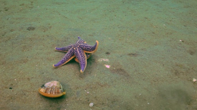海星在捕食海底水下水底