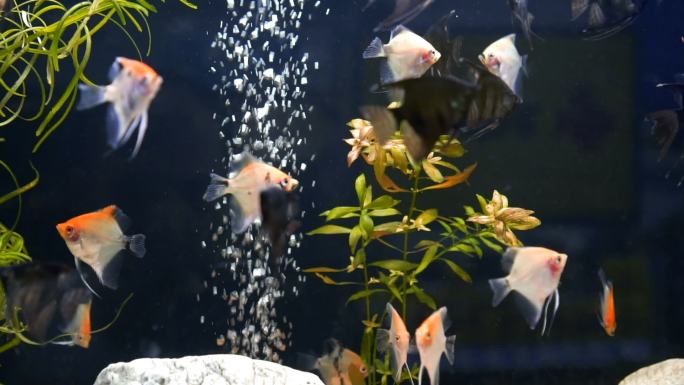 看水族馆鱼缸里的小鱼观赏鱼鲳鱼