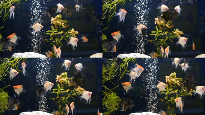看水族馆鱼缸里的小鱼观赏鱼鲳鱼